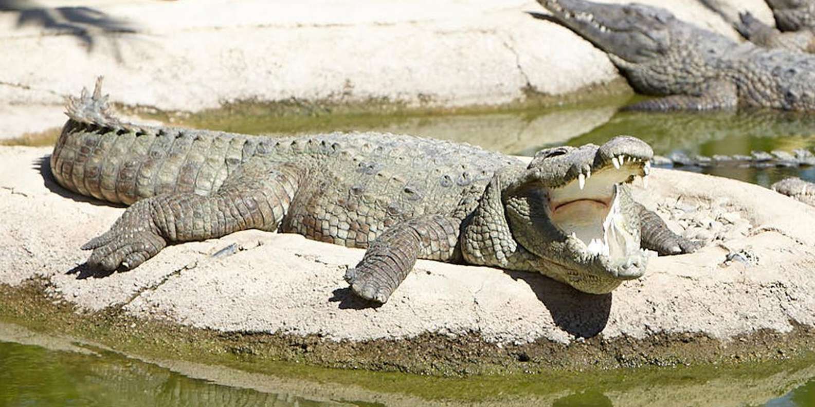 Torremolinos Crocodile Park Entrance Ticket GetYourGuide