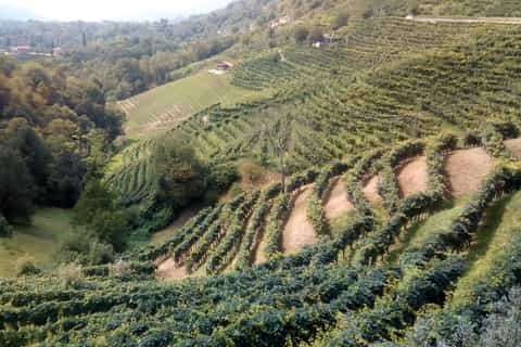 from venice halfday prosecco winery tour