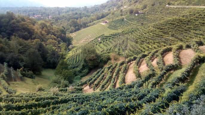 from venice halfday prosecco winery tour