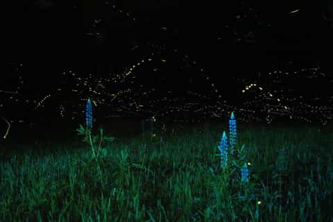 Coron: Glittering Fireflies Tour with Dinner
