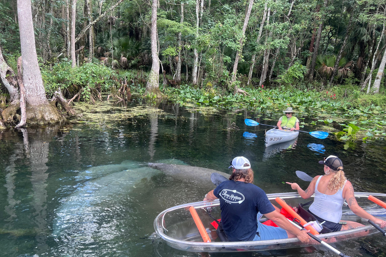 Silver Springs: Manatees, Monkeys, and Natural Spring Tour Luxury Wood Paddle Boards