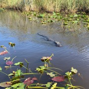 Everglades: giro in idroscivolante e spettacolo faunistico