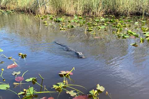 From Miami: Everglades National Park Tour with Airboat Ride and Wildlife Show