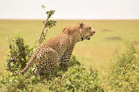 Lake Nakuru & Naivasha National Park Wildlife Highlights