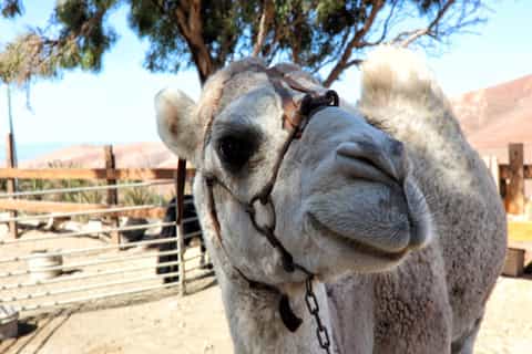 Fuerteventura: Island Villages & Ajuy Caves Tour with Lunch