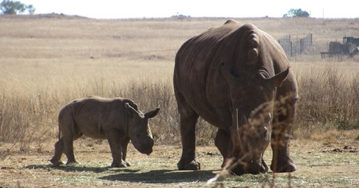 Rhino and Lion Nature Reserve Tour with Carnivore Dinner | GetYourGuide