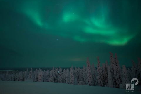 Rovaniemi : Excursion en motoneige à la recherche d&#039;aurores boréalesConduite simple 1 adulte par motoneige