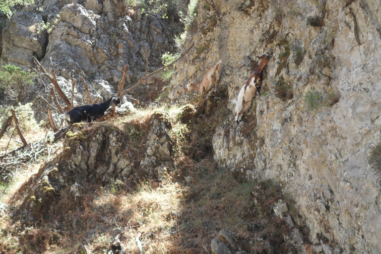 Chania: Wąwóz Imbros i całodniowa wycieczka nad Morze LibijskieImbros z Kalyves i Almyrida