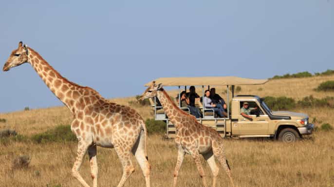 botlierskop game reserve private game drive