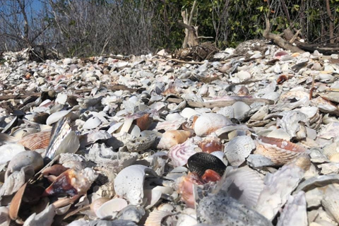 Marco Island: 10,000 Islands 3.5-hr Shelling & Dolphin Tour