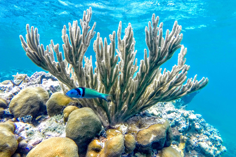 Fajardo : aventure en mini-bateauAventure en mini-bateau
