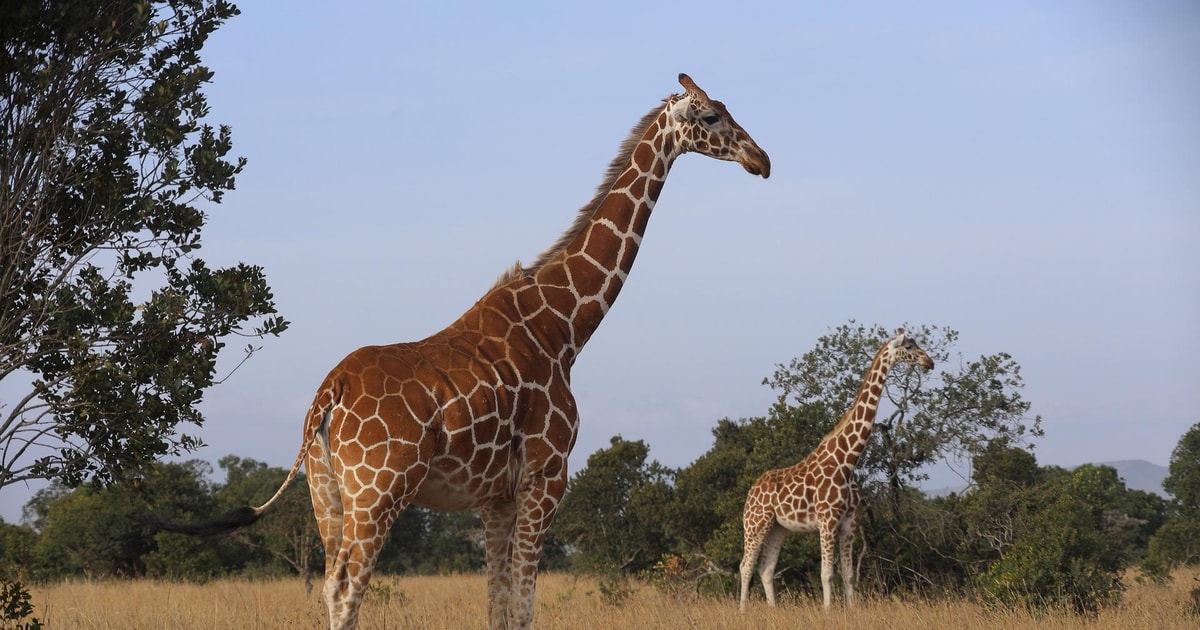 Jednodnevni Izlet U Nairobi: Nacionalni Park, Sirotište I Centar žirafa ...