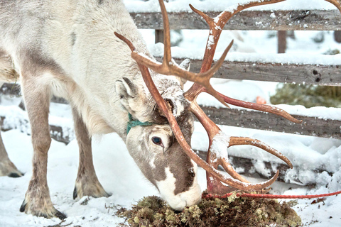 Levi: Reindeer Sleigh Ride 600m in Enchanting Forest