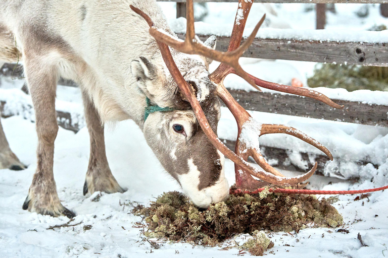 Levi: Reindeer Sleigh Ride 600m in Enchanting Forest