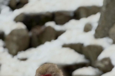 Tokyo: Nagano Day Trip with Snow Monkey Park & Temple.