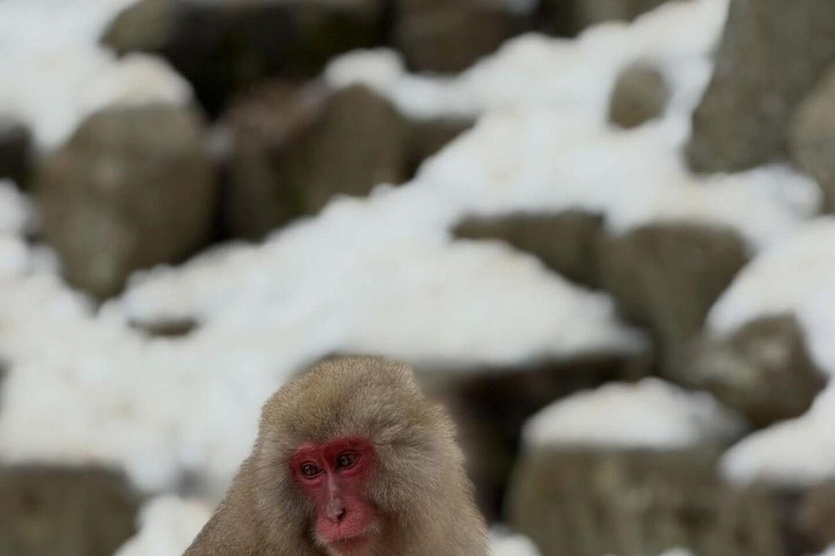 Tokyo: Nagano Day Trip with Snow Monkey Park & Temple.