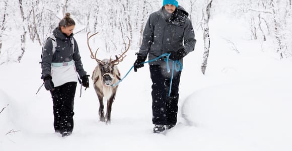 Kiruna: Autumn Reindeer Tour