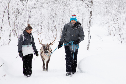 Kiruna: Autumn Reindeer Tour