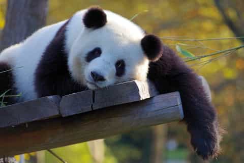 taipei biglietto combinato per la funivia maokong e lo zoo di taipei