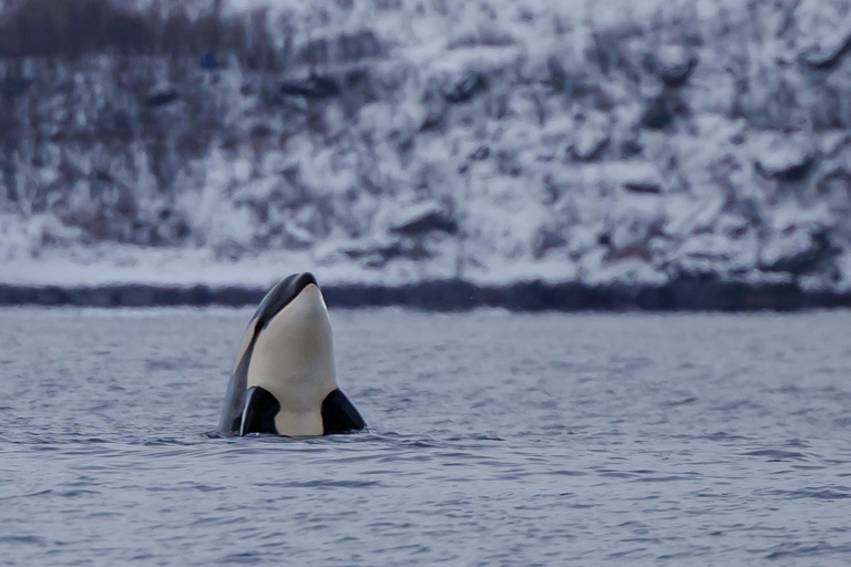From Skjervøy: Whale Watching in a Heated Cabin Cruiser