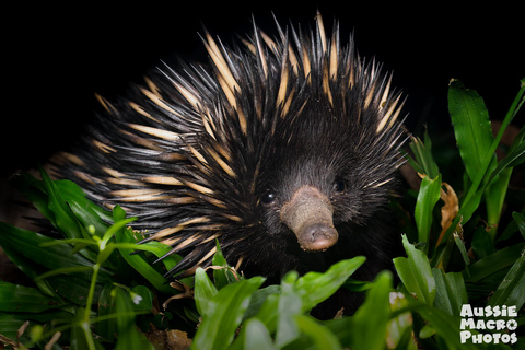 Cairns: caminata nocturna en el jardín botánico de Cairns