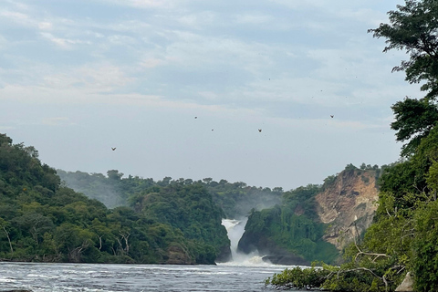 2 jours de safari dans le parc national des chutes Murchison, faune et flore d&#039;Ouganda