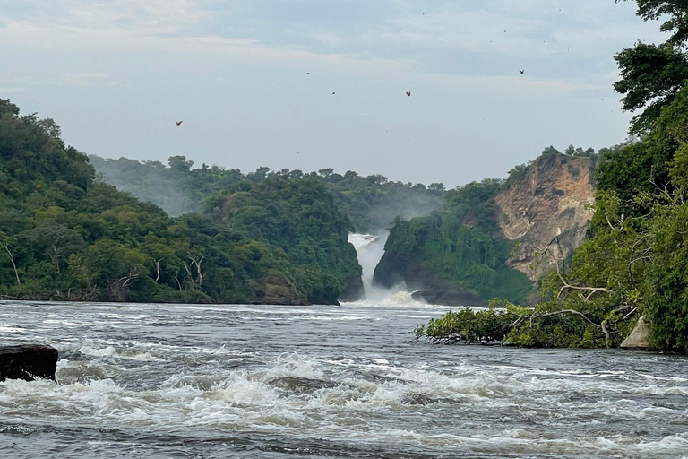 2 jours de safari dans le parc national des chutes Murchison, faune et flore d&#039;Ouganda