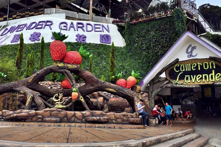 Cameron Highlands Tour Cameron Highlands Tour (Shared Tour)