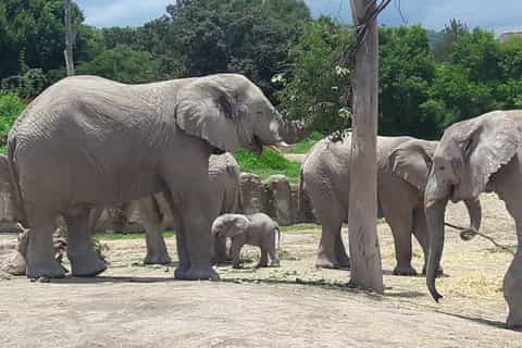 From Puebla: 5-Hour Africam Safari Private Tour