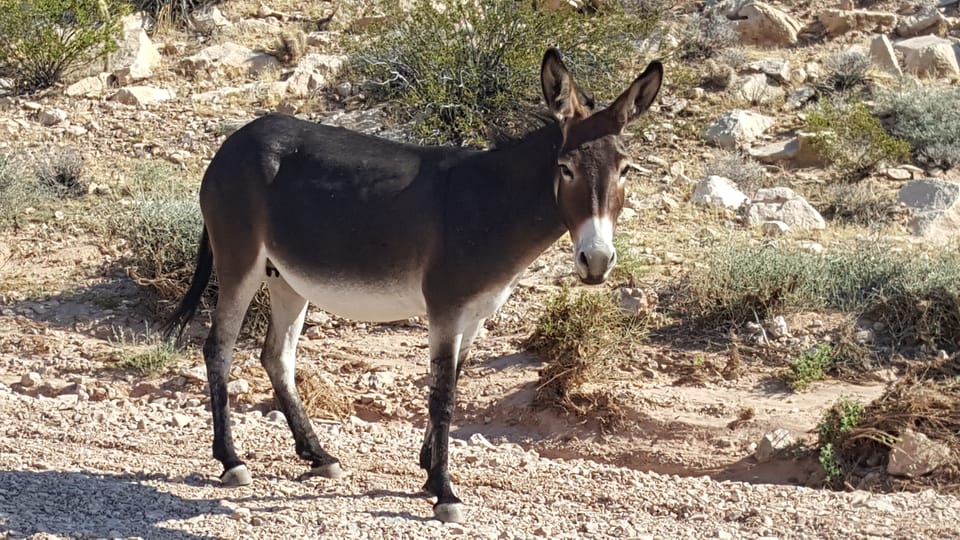 Las Vegas Red Rock Canyon Ultimate Guided Tour Getyourguide 