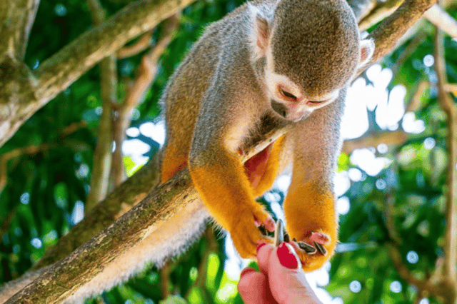 Adventure at Monkey Land Tours Punta Cana Safari With Pickup