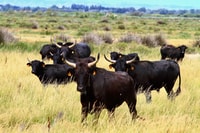 Aus Avignon, Camargue - Hizvo
