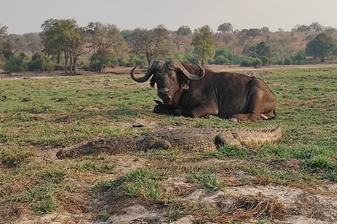 Excursion d&#039;une journée à partir des chutes Victoria : Safari terrestre et fluvial dans le PN de Chobe