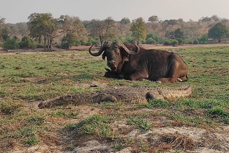 Viagem de 1 dia saindo de Victoria Falls: Safári terrestre e fluvial no Parque Nacional de Chobe