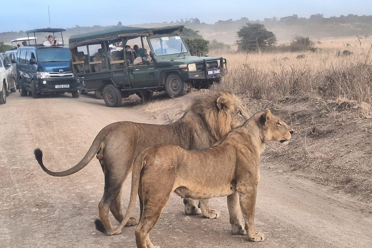 Safari matinal dans le parc national de Nairobi