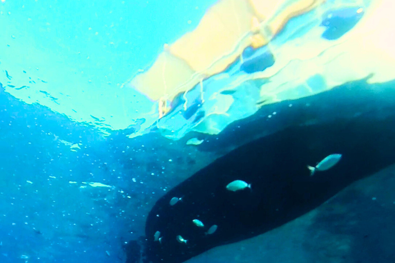 Alcudia: Private boat tour to the lighthouse island