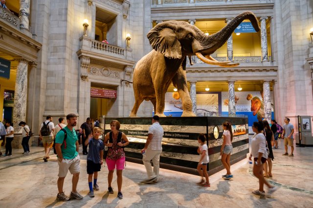Washington DC: Museum für Naturgeschichte Private Führung