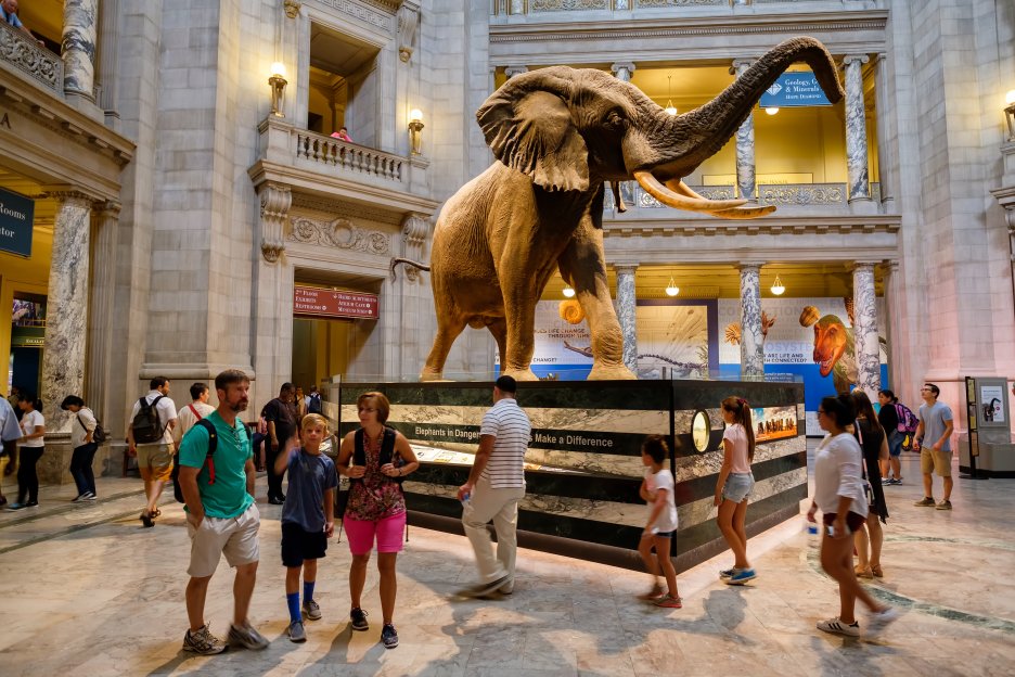 Washington DC: tour guidato privato del Museo di storia naturale