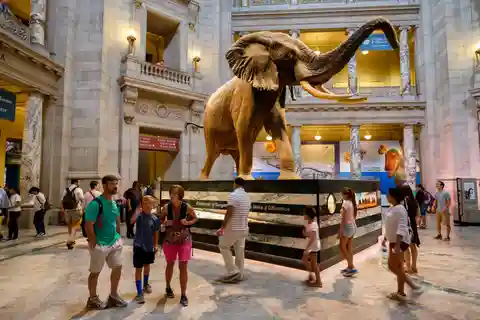 Washington DC: Museum of Natural History Private Guided Tour