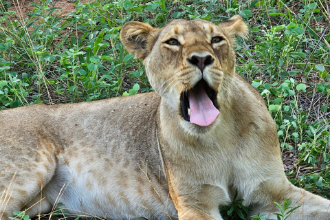 Chobe National Park Day Trip from Livingstone & Vic Falls