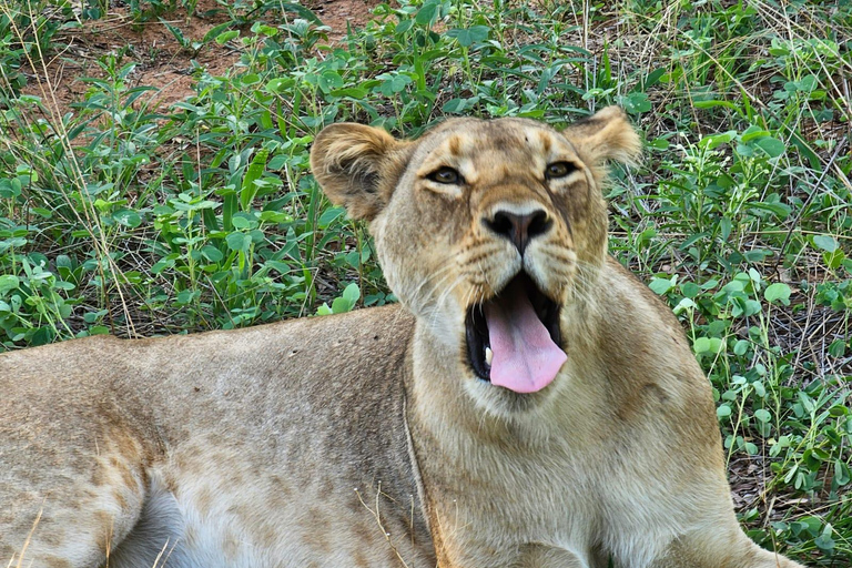 Chobe National Park Day Trip from Livingstone & Vic Falls