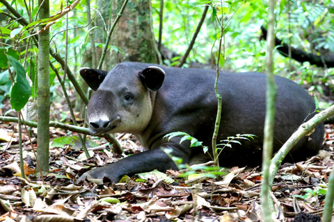 Uvita: Vandring i Corcovado nationalpark