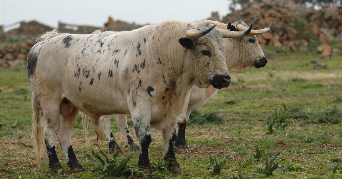 Córdoba Traditional Andalusian Hacienda & Bull Farm GetYourGuide