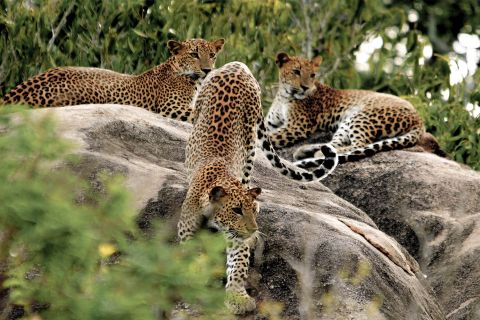 Sri Lanka: Yala National Park Private Safari