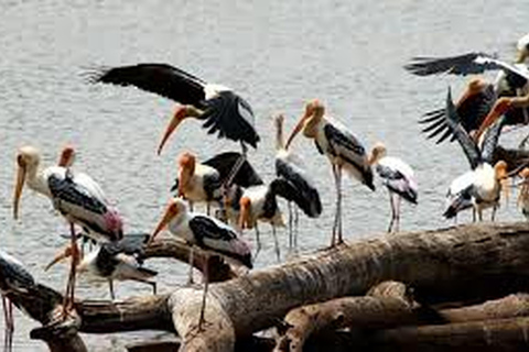 Vanuit Udawalawe :-Nationaal Park spannende dagsafari