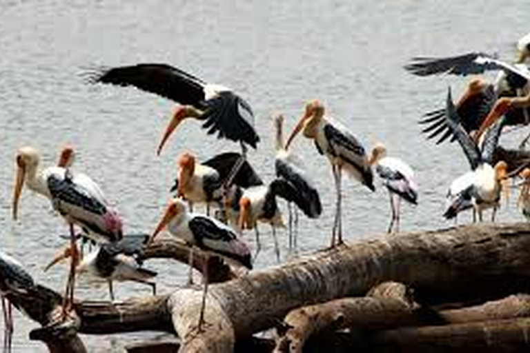 Au départ d'Udawalawe :- Safari d'une journée dans le parc national