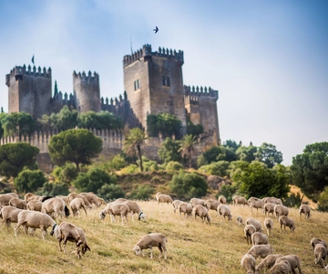 Eintrittskarte für die Burg Almódovar