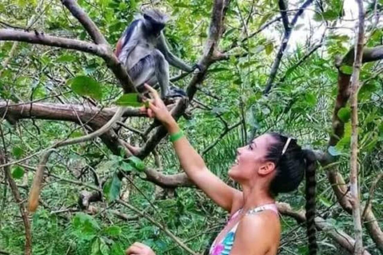 Zanzibar: Privat Jozani-skogen, Kuza-grottan och Rock RestaurantZanzibar: Privat Jozani-skogen, Kuza-grottan och Rock-restaurangen
