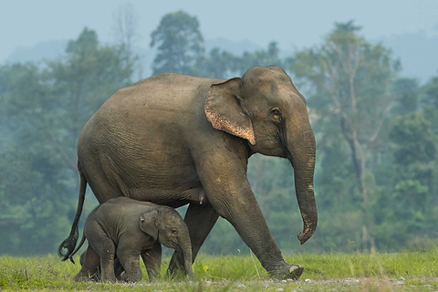 Från Bangkok: ElephantsWorld Kanchanaburi 2-dagars upplevelse