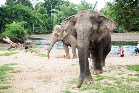 Från Bangkok: ElephantsWorld Kanchanaburi 2-dagars upplevelse